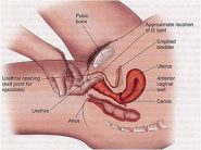 Il massaggio prostatico serve principalmente a drenare i liquidi in eccesso e i residui accumulati nella prostata, utile nel trattamento di prostatiti croniche e per alleviare sintomi dell'ipertrofia prostatica benigna (IPB), come difficoltà urinarie