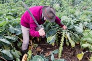 prestiti di denaro gratuiti per i tuoi progetti commerciali o agricoli