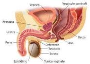 i benefici della stimolazione alla ghiandola prostatica ......aiuta a ridurre i problemi che derivano dall'ingrossamento della prostata, soprattutto in termini di migliore controllo della minzione; può ripristinare il piacere sessuale perso.