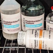 Nembutal puro al 99% in vendita in diverse forme
puro nembutal pentobarbital sodico in vendita in forma liquida, in pillole e in polvere