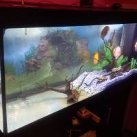 OFFRO IN REGALO ACQUARIO JUWEL 450  LITRI TUTTO ARREDATO CON PESCI DISCUS VALORE STIMATO 2000  EURO A RAGAZZA MAGGIORENNE O DONNA  😀 😄 😉  