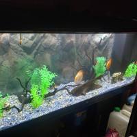 OFFRO IN REGALO ACQUARIO JUWEL RIO 450 A DONNA AVVENTURIERA E PASSIONALE CHE CONDIVIDE INCONTRI MASSAGGI RELAX, INTIMA AMICIZIA, O RELAZIONE SERIA 