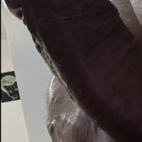 Sesso al telefono 