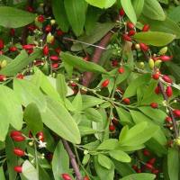 WhatsApp +447784929383 Buy Coca leaves in Georgia,Kuwait,Qatar,Oman,Soudi Arabia,United States,Canada,UK,Germany All Countries
