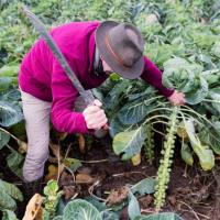 prestiti di denaro gratuiti per i tuoi progetti commerciali o agricoli