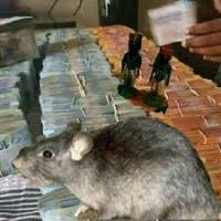 Spiritual Rats / Short Boys (Amagudwane) That Brings Money, For Hire Call / WhatsApp: +27722171549
