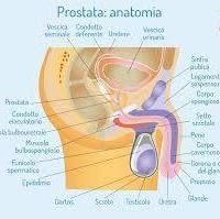 La prostata è una parte fondamentale dell’apparato genitale maschile che col tempo può ingrossarsi e dar luogo a problemi, tra cui l’incontinenza. È possibile alleviare tali problemi con il massaggio prostatico. Scopri di cosa si tratta e come funziona.