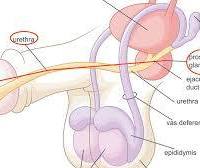 i benefici della stimolazione alla ghiandola prostatica ......aiuta a ridurre i problemi che derivano dall'ingrossamento della prostata, soprattutto in termini di migliore controllo della minzione; può ripristinare il piacere sessuale perso.