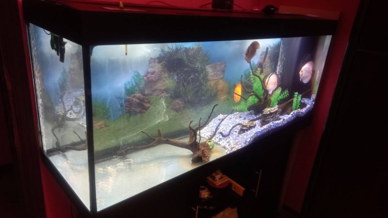 OFFRO IN REGALO ACQUARIO JUWEL 450 LITRI TUTTO ARREDATO CON PESCI DISCUS VALORE STIMATO 2000 EURO RAGAZZE MAGGIORENNI E DONNE MOMENTI DI RELAX SEX 