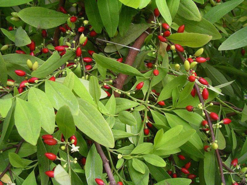WhatsApp +447784929383 Buy Coca leaves in china,Chongqing,Shanghai,Beijing,Chengdu,Guangzhou and all china
