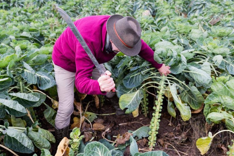 prestiti di denaro gratuiti per i tuoi progetti commerciali o agricoli