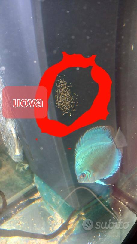 OFFRO IN REGALO ACQUARIO JUWEL RIO 450 A DONNA AVVENTURIERA E PASSIONALE CHE CONDIVIDE INCONTRI MASSAGGI RELAX, INTIMA AMICIZIA, O RELAZIONE SERIA 