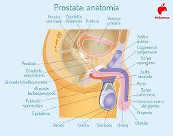 Il massaggio prostatico serve principalmente a drenare i liquidi in eccesso e i residui accumulati nella prostata, utile nel trattamento di prostatiti croniche e per alleviare sintomi dell'ipertrofia prostatica benigna (IPB), come difficoltà urinarie