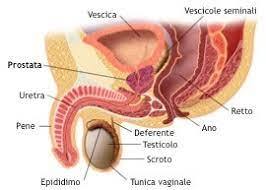 i benefici della stimolazione alla ghiandola prostatica ......aiuta a ridurre i problemi che derivano dall'ingrossamento della prostata, soprattutto in termini di migliore controllo della minzione; può ripristinare il piacere sessuale perso.