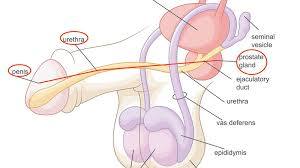 #massaggioprostatico  #massaggiatriceitaliana  #stimolazionedellaprostata  #massaggiatricematura  #massaggioTorino  # massaggiatricedominante  #clisterecamomillaTorino. #DonnadominanteTorino  #fertishTorino